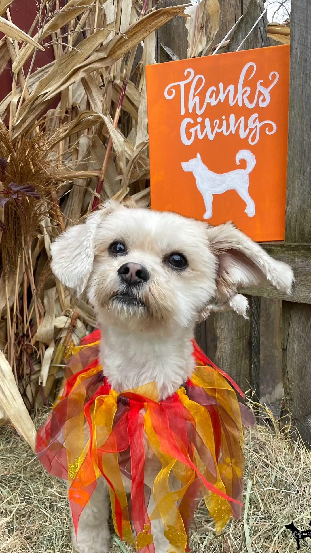 Dog Gift Cards Now Available – Happy Thanksgiving 2023